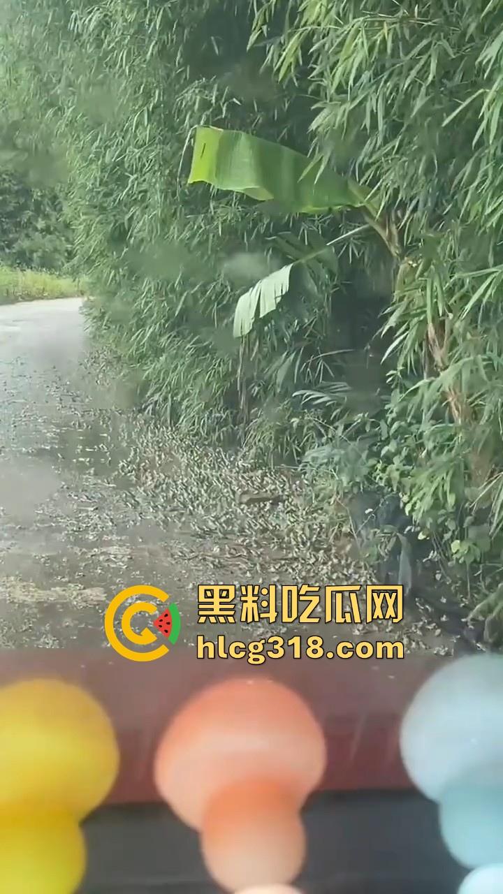 广东阳江地震后大奇观！路边出现巨量青蛙，排队组团迁徙，这是有什么说法吗？难道又要震了！-3